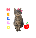 ねこのあみちゃん2（個別スタンプ：2）