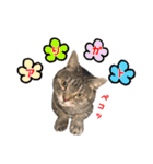 ねこのあみちゃん2（個別スタンプ：4）