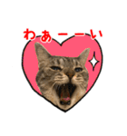 ねこのあみちゃん2（個別スタンプ：5）