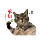 ねこのあみちゃん2（個別スタンプ：6）