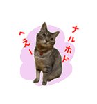 ねこのあみちゃん2（個別スタンプ：8）