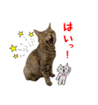 ねこのあみちゃん2（個別スタンプ：9）