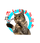 ねこのあみちゃん2（個別スタンプ：13）