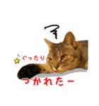ねこのあみちゃん2（個別スタンプ：16）