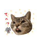 ねこのあみちゃん2（個別スタンプ：17）