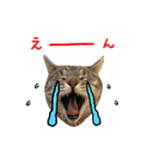 ねこのあみちゃん2（個別スタンプ：18）