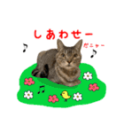 ねこのあみちゃん2（個別スタンプ：20）