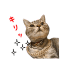 ねこのあみちゃん2（個別スタンプ：21）
