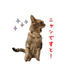 ねこのあみちゃん2（個別スタンプ：22）