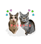 ねこのあみちゃん2（個別スタンプ：23）