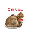 ねこのあみちゃん2（個別スタンプ：24）