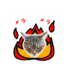 ねこのあみちゃん2（個別スタンプ：25）