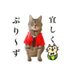 ねこのあみちゃん2（個別スタンプ：26）