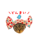 ねこのあみちゃん2（個別スタンプ：33）
