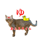 ねこのあみちゃん2（個別スタンプ：37）