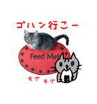 ねこのあみちゃん2（個別スタンプ：38）