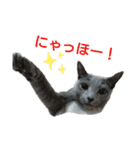 あーにゃスタンプ（個別スタンプ：1）