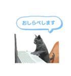 あーにゃスタンプ（個別スタンプ：14）