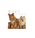 そらまめとひまわり3（個別スタンプ：2）
