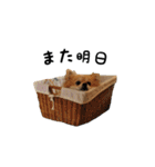 そらまめとひまわり3（個別スタンプ：25）