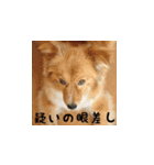 そらまめとひまわり3（個別スタンプ：29）