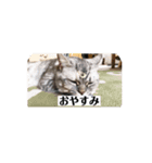 マンチカンの足長ルナ（個別スタンプ：1）