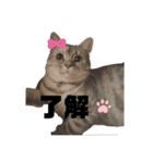 マンチカンの足長ルナ（個別スタンプ：3）