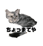 マンチカンの足長ルナ（個別スタンプ：4）