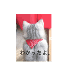 マンチカンの足長ルナ（個別スタンプ：6）