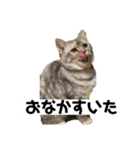 マンチカンの足長ルナ（個別スタンプ：7）