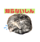 マンチカンの足長ルナ2（個別スタンプ：1）