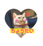 マンチカンの足長ルナ2（個別スタンプ：7）