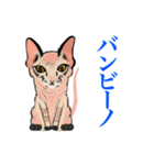 猫シュシュシュ、なな（個別スタンプ：5）
