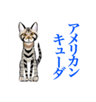 猫シュシュシュ、なな（個別スタンプ：6）
