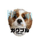 キャバリアのノア子。（個別スタンプ：4）