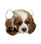 キャバリアのノア子。（個別スタンプ：5）