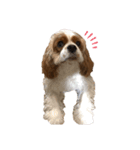 キャバリアのノア子。（個別スタンプ：7）