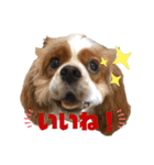キャバリアのノア子。（個別スタンプ：9）