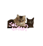 とりあえずの8個です（個別スタンプ：3）