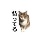 猫のココアとラテ（個別スタンプ：1）