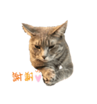 猫のココアとラテ（個別スタンプ：3）