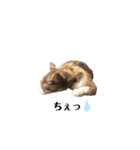 猫のココアとラテ（個別スタンプ：5）