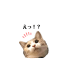猫のココアとラテ（個別スタンプ：7）