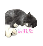 猫のバロン（個別スタンプ：3）