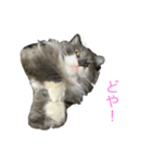 猫のバロン（個別スタンプ：4）