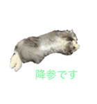 猫のバロン（個別スタンプ：5）