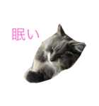 猫のバロン（個別スタンプ：6）