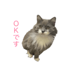 猫のバロン（個別スタンプ：8）