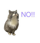猫のバロン（個別スタンプ：9）