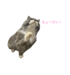 猫のバロン（個別スタンプ：10）